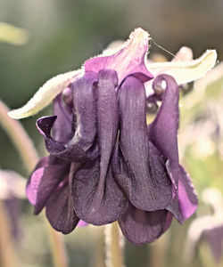 Close-up of wilted flower