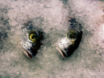 Group of fish on ice on a supermarket counter