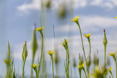 Close-up of yellow flowering plants on field