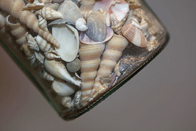 High angle view of shells