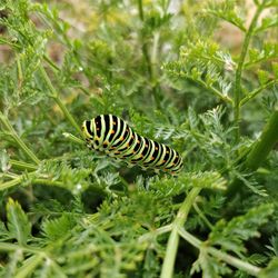 Butterfly on a plant