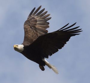 Low angle view of eagle flying in sky