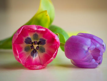 Close-up of pink flower