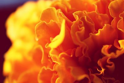 Close-up of orange flowers