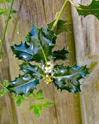 Close-up of leaf on plant