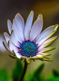 Close-up of purple flower