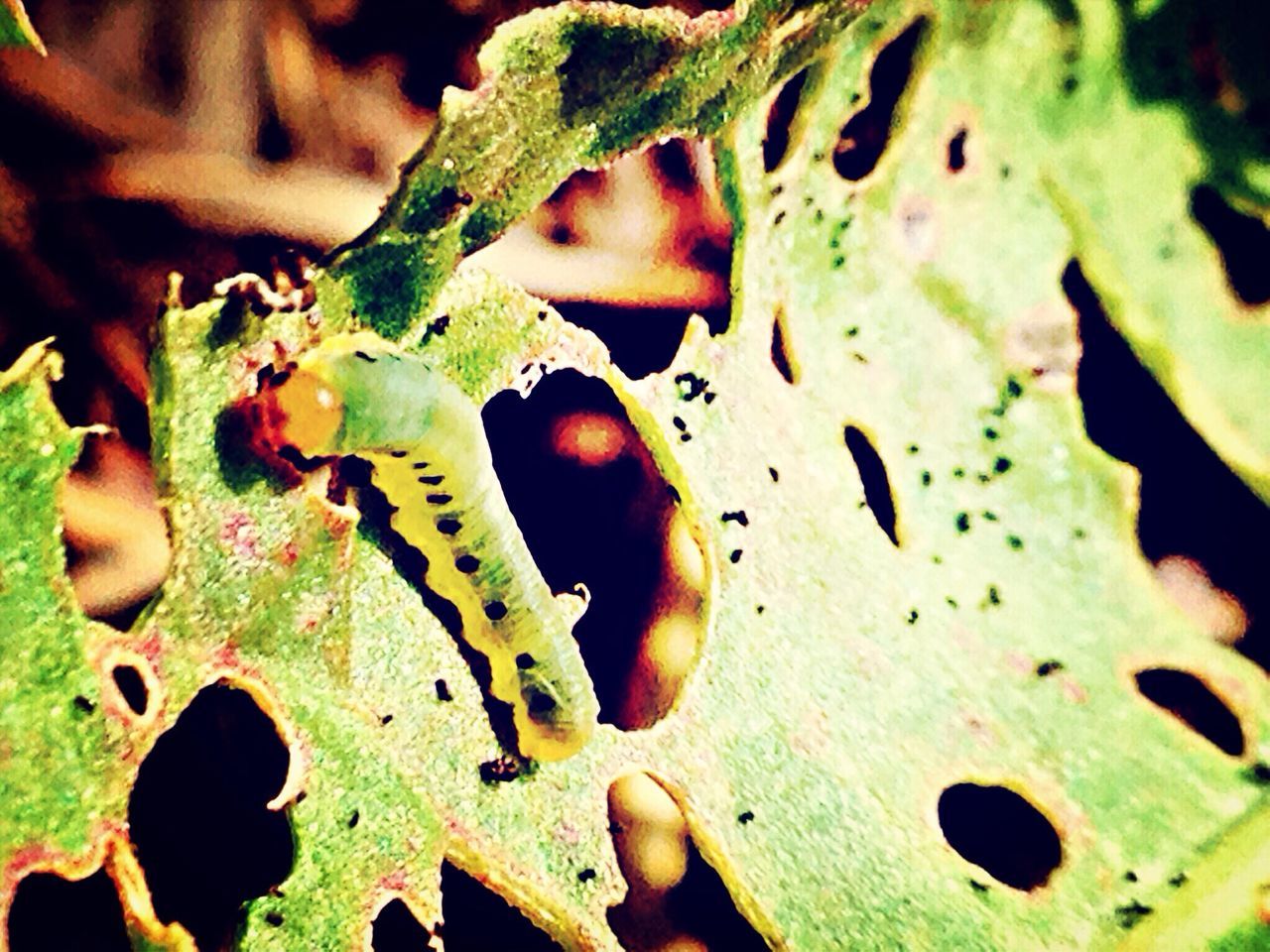 close-up, leaf, green color, focus on foreground, nature, growth, outdoors, day, hole, tree, natural pattern, part of, selective focus, leaf vein, no people, plant, sunlight, high angle view, heart shape, cropped