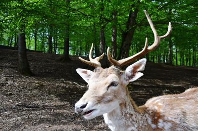 Deer in a forest