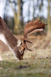 Close-up of deer