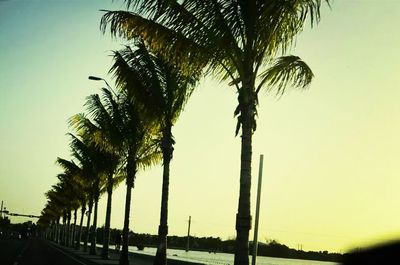 Low angle view of palm trees against sky