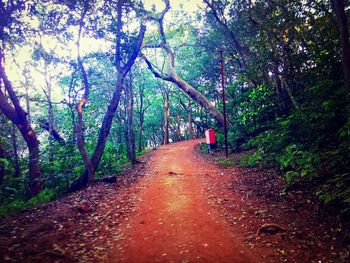 Road passing through forest