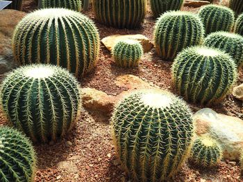 High angle view of succulent plant on field