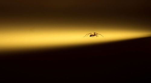 Close-up of insect against sky during sunset