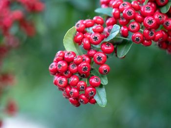 Close-up of red berries growing on tree
