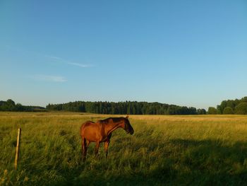 Horses grazing on grassy field