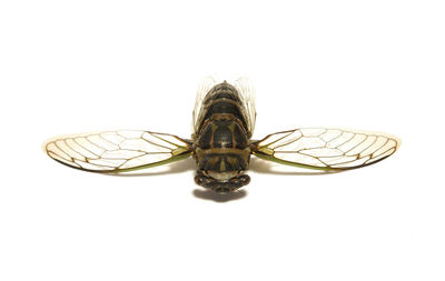 Close-up of dragonfly over white background