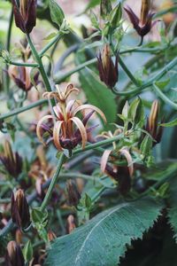 Close-up of flowering plants