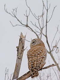 Low angle view of owl perching on branch