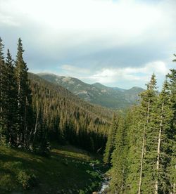 Scenic view of forest against sky