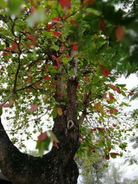 Low angle view of tree