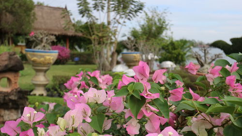 Close-up of pink flowers against sky