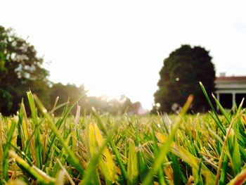 Trees growing on grassy field