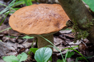 Close-up of mushroom growing on field