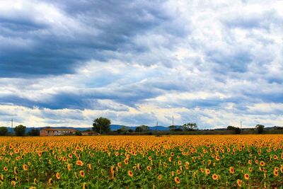 Scenic view of flowering field against cloudy sky