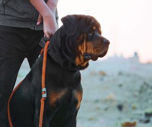 Midsection of man holding dog