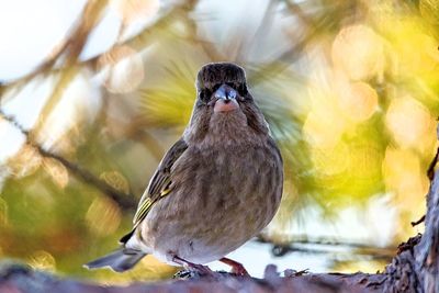 Close-up of bird perching on tree