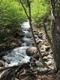 Stream flowing through forest