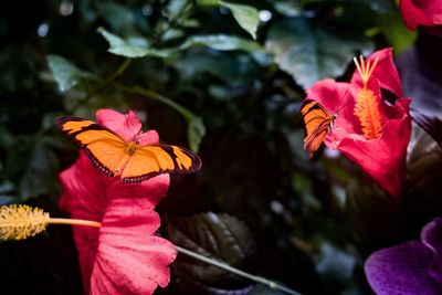Close-up of pink hibiscus blooming outdoors