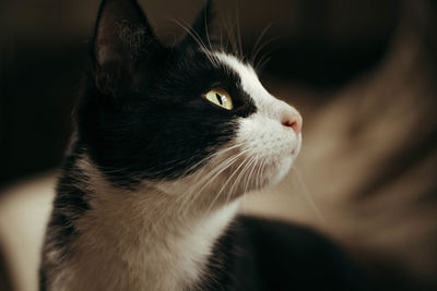 Close-up of cat looking away