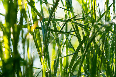 Close-up of fresh green plants