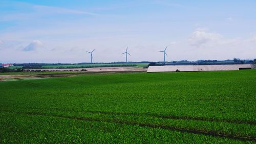 Scenic view of agricultural field against sky