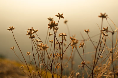 Close-up of wilted flowers on field against sky