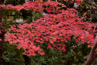 Close-up of red flowering plants