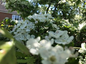 Close-up of white flowering plant