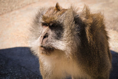 Mountain monkeys in lombok, west nusa tenggara