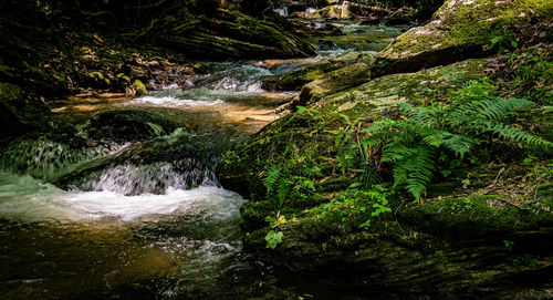 Stream flowing through rocks in forest