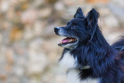 Close-up of a dog looking away