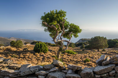 Trees on rocks against sky