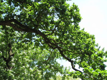 Low angle view of tree against sky