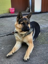 Close-up of dog sitting outdoors