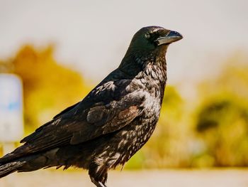 Close-up of bird perching outdoors