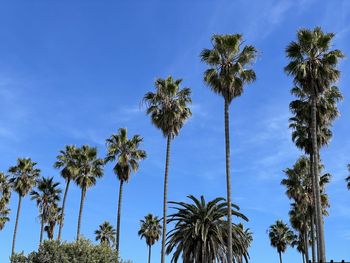 palm tree