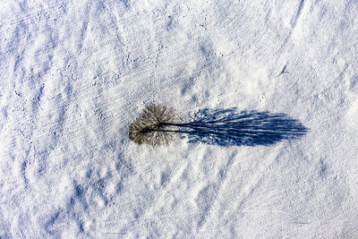 High angle view of insect on snow