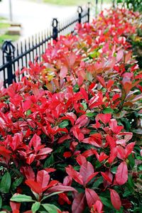 Close-up of red flowers