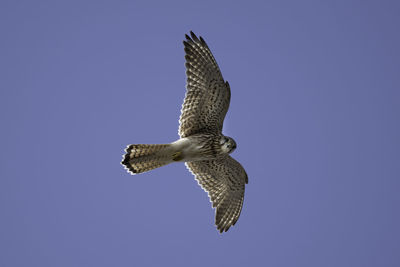 Low angle view of bird flying against clear sky