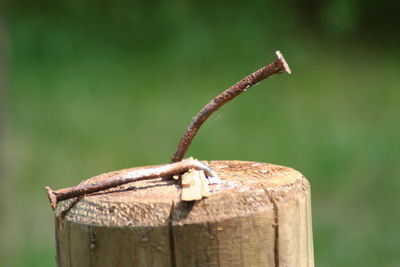 Close-up of lizard on wood